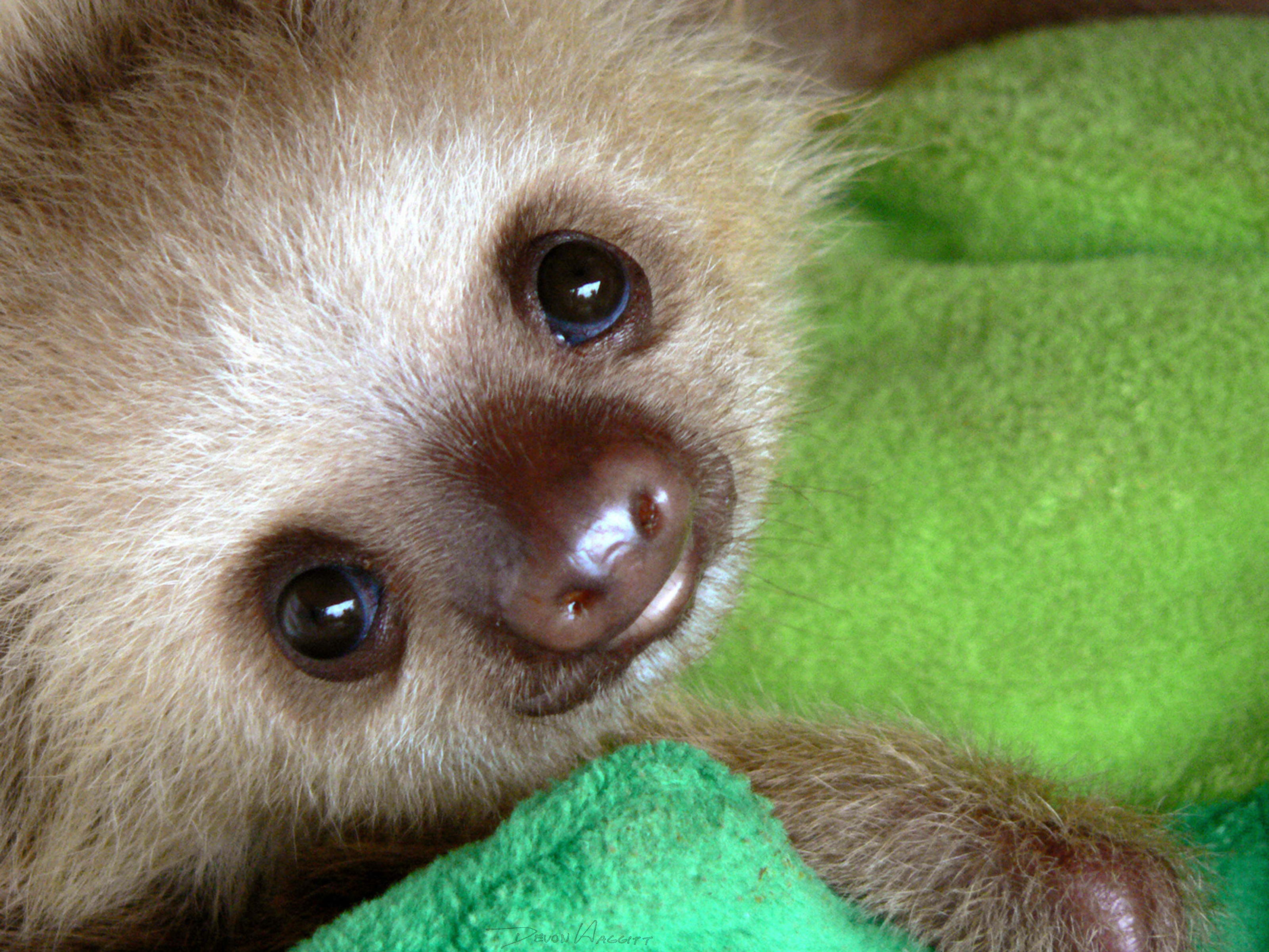 Baby Sloth Bear